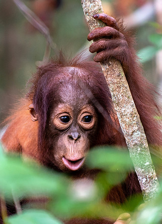 Orangutan baby