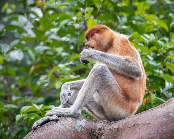 Proboscis Monkey