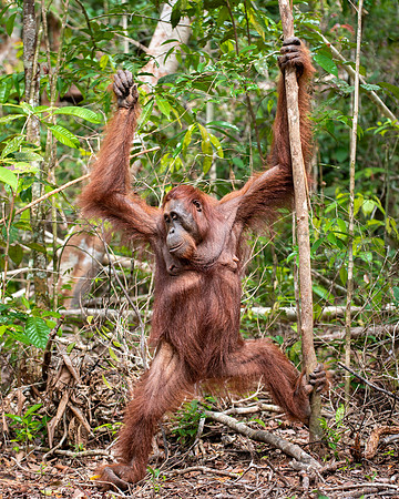 Orangutan female descending to the ground