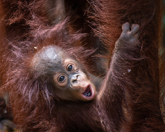 Orangutan baby