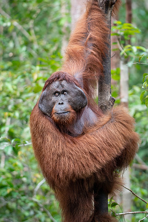 Orangutan alpha male