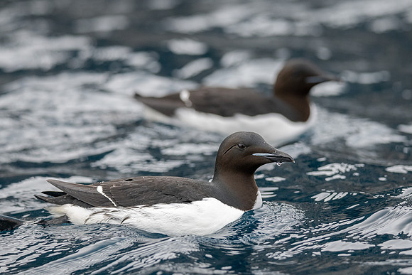 Brunnich's Guillemot (murre)