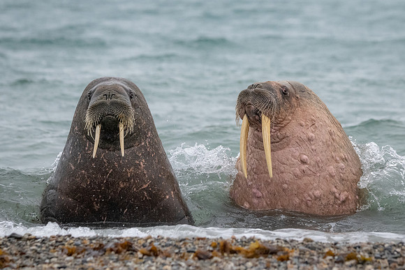 Walrus