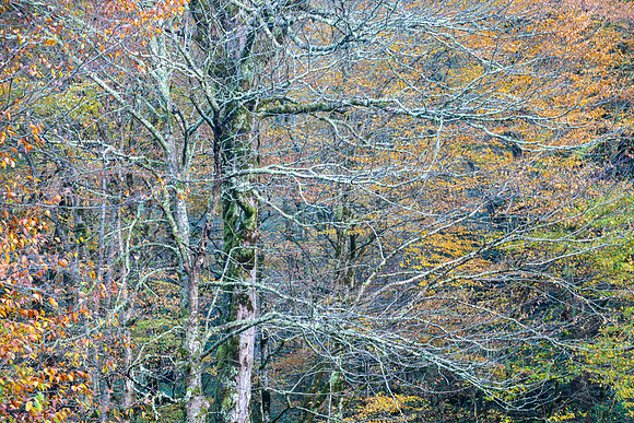 Newfound Gap Rd, TN