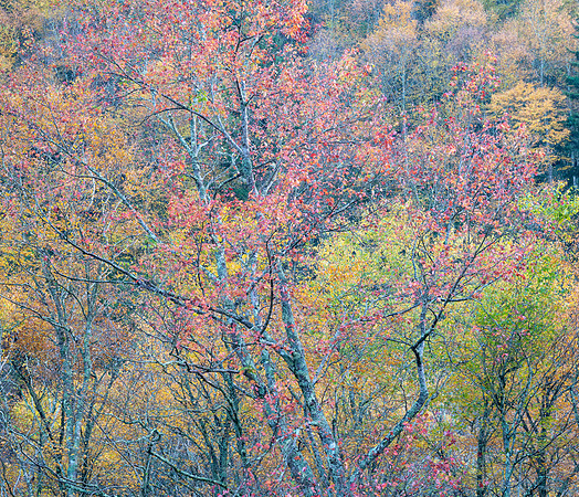 Newfound Gap Rd, TN