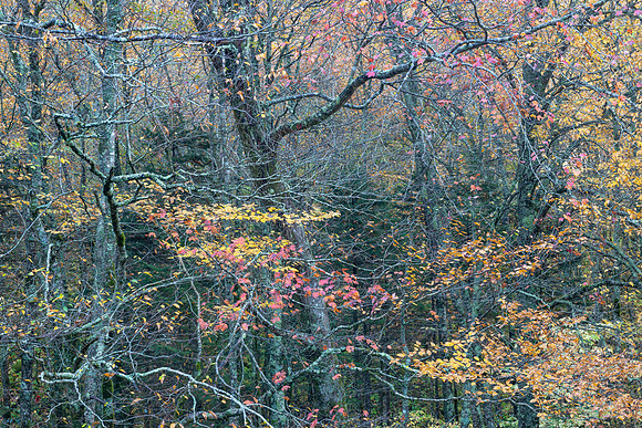 Newfound Gap Rd, TN