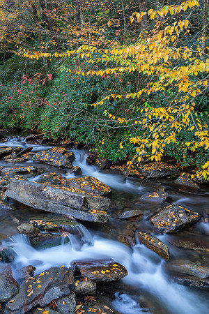 Newfound Gap Rd, TN