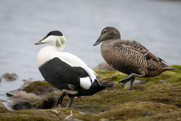 Common Eider pair