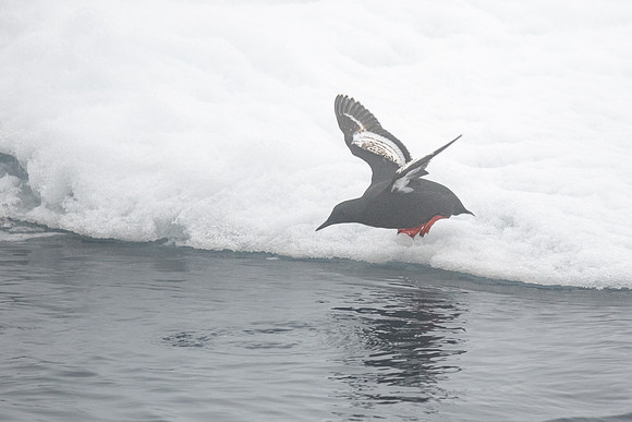 Black Guillemot take-off, in fog