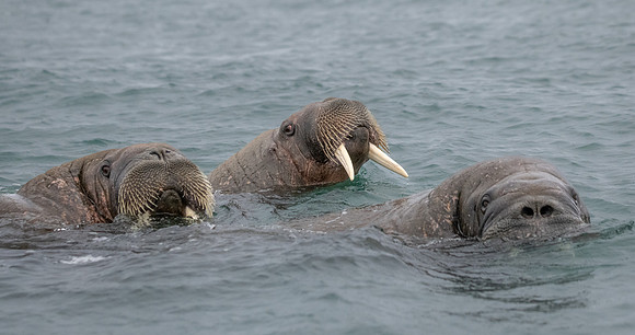 Walrus contemplating our boat