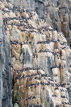 Brunnich's Guillemot breeding colony at Alkefjellet