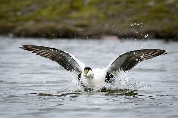 Common Eider landing on a pond