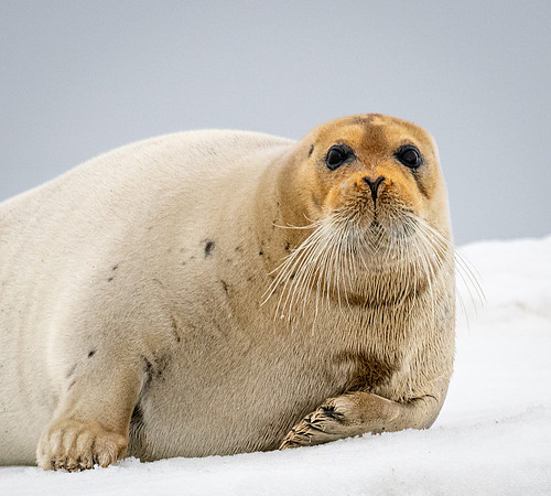 Bearded Seal