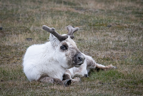 Svalbard Reindeer