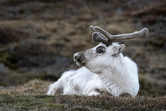 Svalbard Reindeer
