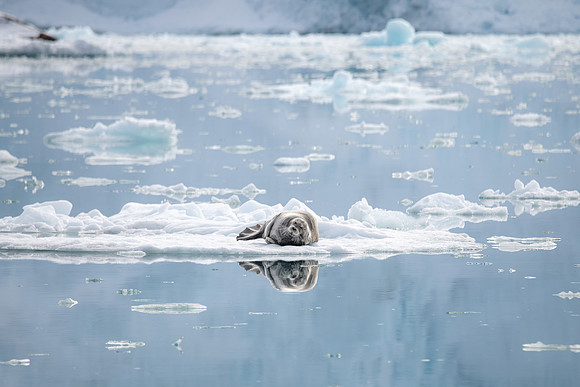 Bearded Seal