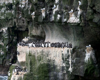 Non-breeding Common Murre crowd on a rock ledge
