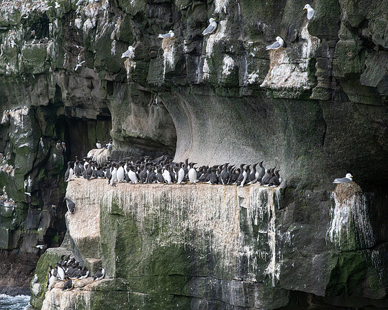 Non-breeding Common Murre crowd on a rock ledge