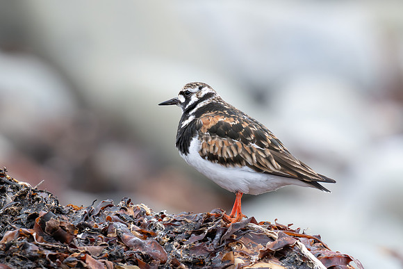 Ruddy Turnstone