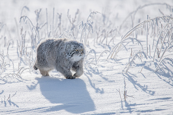Pallas's Cat, Mongolia