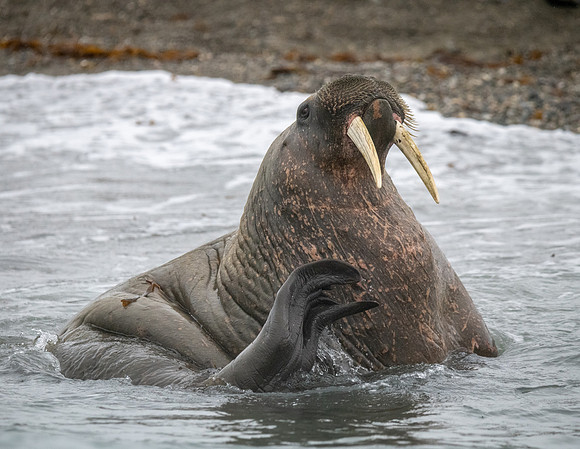 Walrus scratching