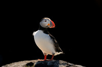 Puffin in backlight