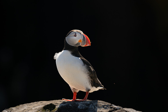 Puffin in backlight