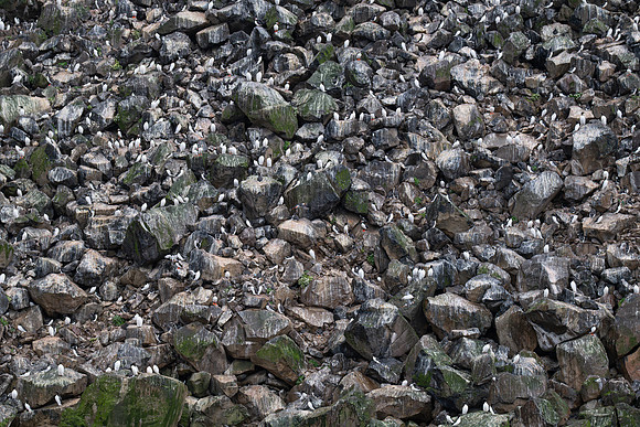 Nesting Common Murre, Razorbill and Puffin