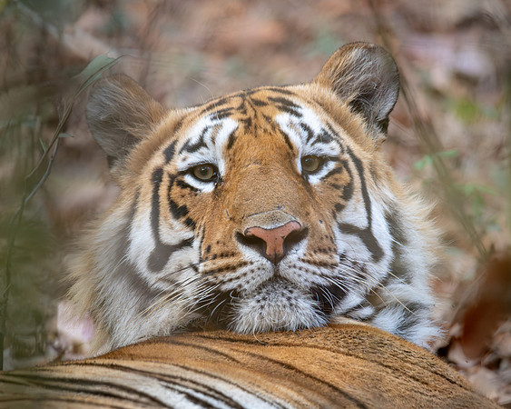 The first tiger I saw, India