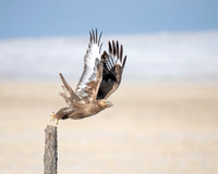 Upland Buzzard, Mongolia