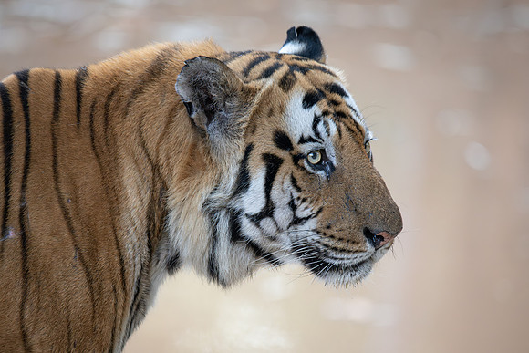 Tiger, India