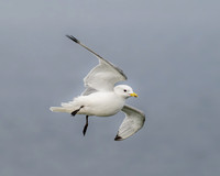 Black-legged Kittiwake