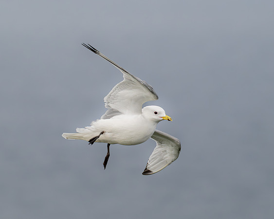 Black-legged Kittiwake