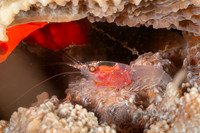 Shrimp, Indonesia