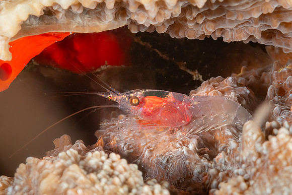 Shrimp, Indonesia