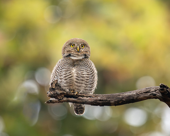 Jungle Owlet, India