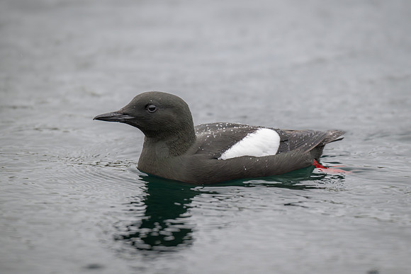 Black Guillemot