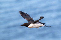 Common Murre in flight