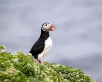 Puffin