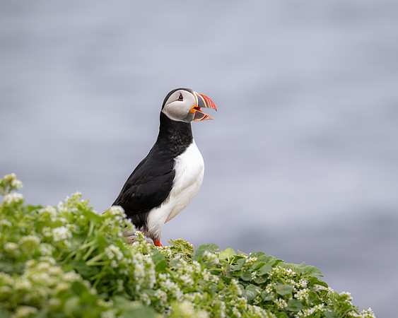 Puffin