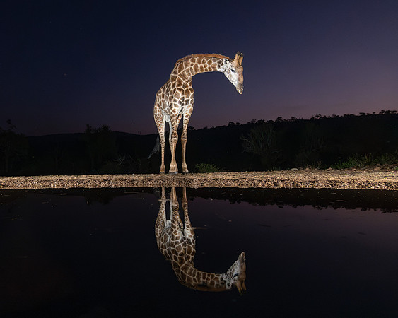 Giraffe at Night Hide