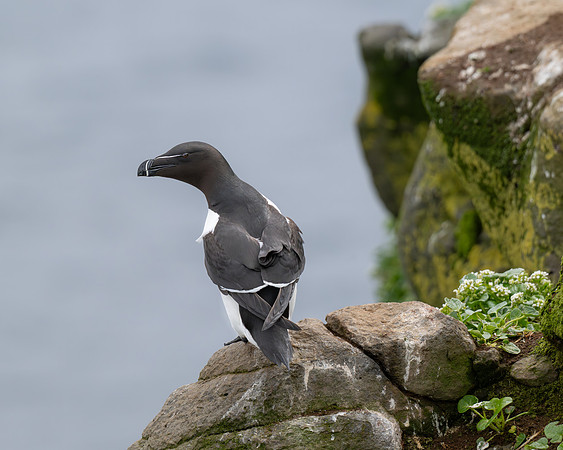 Razorbill