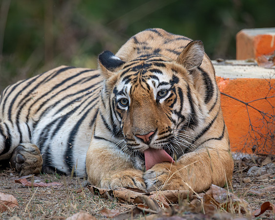 Tiger, India