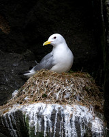 Lone Kittiwake nest