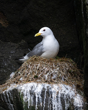 Lone Kittiwake nest