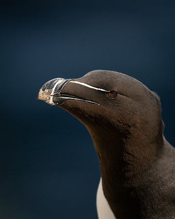 Razorbill who has been digging