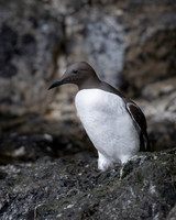 Common Murre