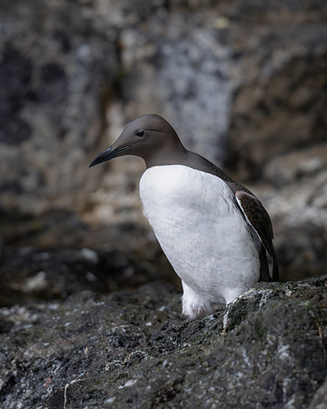 Common Murre
