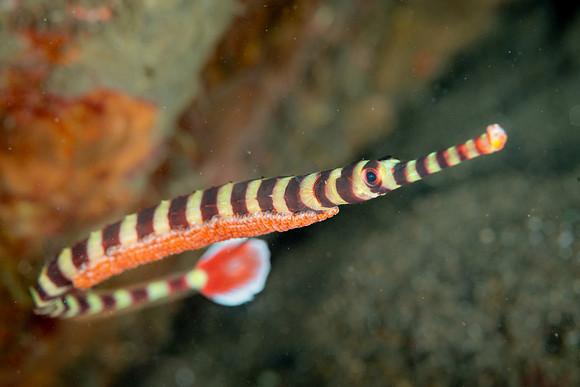Pipefish with eggs under the belly