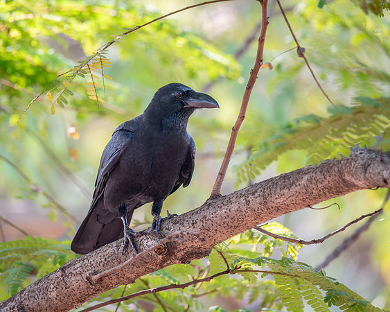 Large-billed Crow, India
